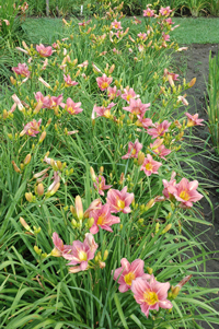 Daylily Clumps 2015: VISIBLE TALENT (VT)