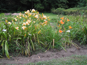 Daylily Clumps 2015: WHY NOT (VT)