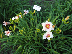 Daylily Clumps 2015: WINK AND SMILE