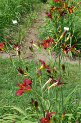 Daylily Clumps 2015: OLALLIE RED FLARE (VT)