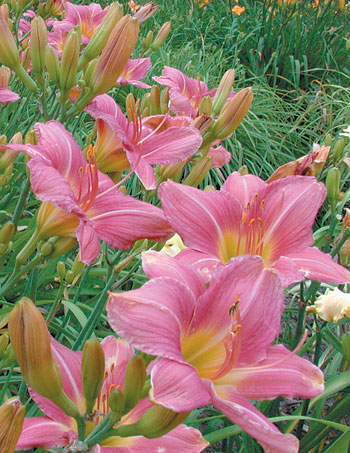 daylilies: VISIBLE TALENT (VT)
