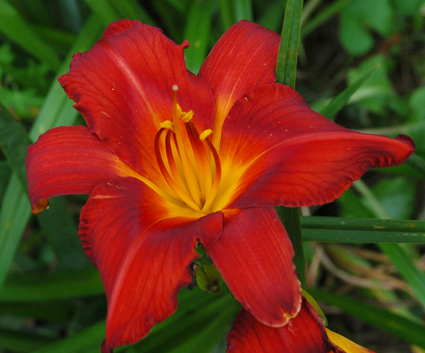 daylilies: OLALLIE PIPPIN TROUBLE (+15) (VT)