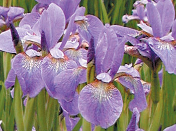 daylilies: Iris siberica BLUE CHARM