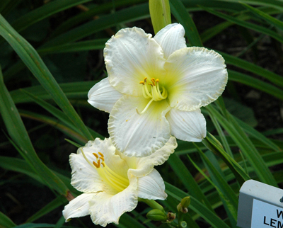 daylilies: WHITE LEMONADE