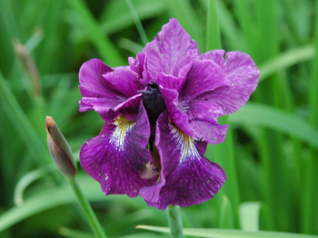 daylilies: Iris siberica SHABANG