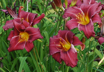 daylilies: OLALLIE MAGGIE BROMELL (+ 1-07) (VT)