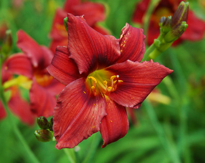 daylilies: OLALLIE RED FLARE (VT)