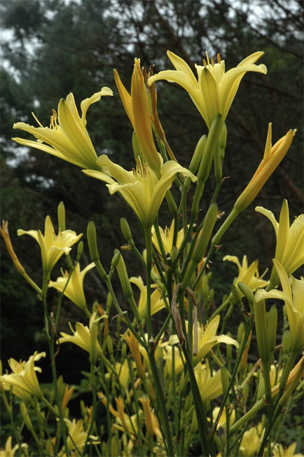 daylilies: H. altissima