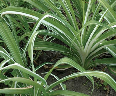 daylilies: H. fulva 'Kwanso' varieg.