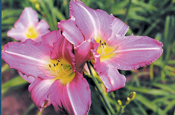 daylilies: LAVENDER ACCENT