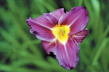 daylilies: MERLOT TRIANGLE (VT)