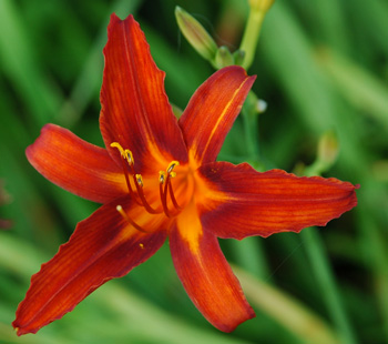 daylilies: NASHVILLE STAR