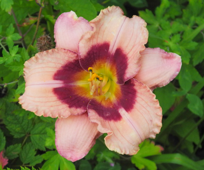 daylilies: ORCHID CANDY