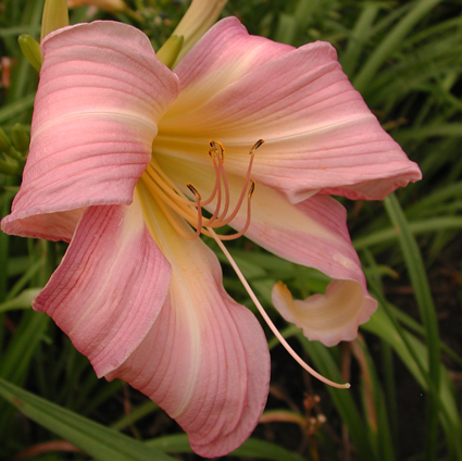 daylilies: ORCHID CORSAGE