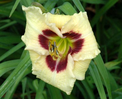daylilies: SILOAM URY WINNIFORD
