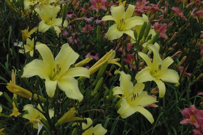 daylily blooms: TETRINA'S DAUGHTER