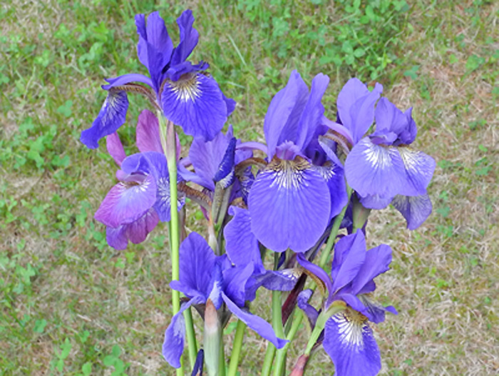 Iris siberica Misc clumps