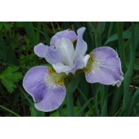 Iris siberica LAVENDER BOUNTY