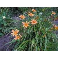 Daylily Clumps 2015: H. sempervirens type