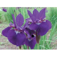 daylilies: Iris siberica NIGHT BREEZE