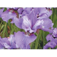 daylilies: Iris siberica EGO