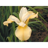 daylilies: Iris siberica BUTTER & SUGAR