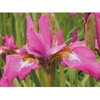 daylilies: Iris siberica CLEVE DODGE