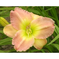 daylilies: ENCHANTERS SPELL