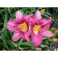 daylilies: CHICAGO ROYAL CROWN