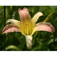 daylilies: SU-LIN