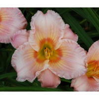 daylilies: OLALLIE ANNA (5-05) (VT)