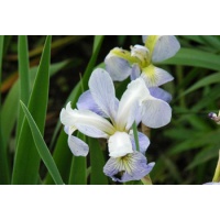 daylilies: Iris iris  EPIC POEM