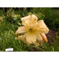 daylilies: DOUBLE OLD IVORY