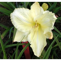 daylilies: FROSTED CRÈME