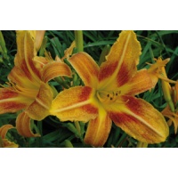 daylilies: PAPRIKA SPOTTED FEVER