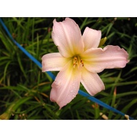 daylilies: PINK LAVENDER CREAM (VT)