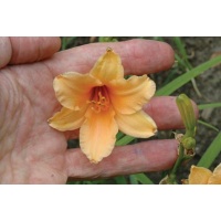 daylilies: POLLY LOVE (VT)