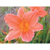 daylilies: ROSE PERSIMMON (VT)