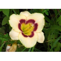 daylilies: DEWBERRY CANDY