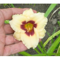 daylilies: SILOAM TINKER TOY