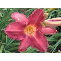 daylilies: SPECIAL PLUM (VT)