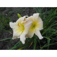 daylily blooms: SILVER SUMMER (VT)