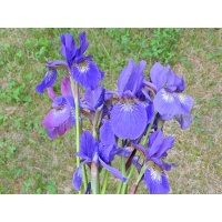 Iris siberica Misc clumps