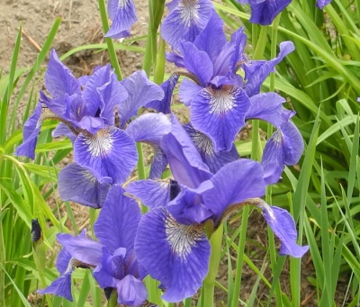Iris siberica S-4-6-02 (VT)