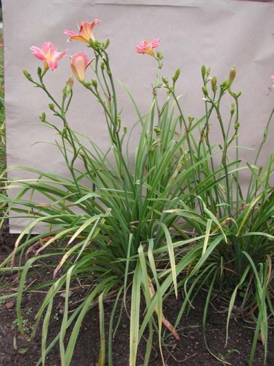 Daylily Scapes: scapesa