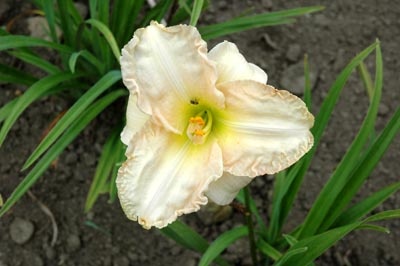 daylilies: SILOAM LITTLE ANGEL