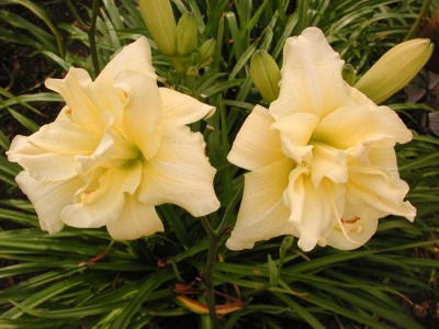 daylily blooms: SHAMROCK DOUBLE LEMON