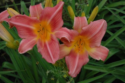 daylily blooms: KATOO'S ROSE (VT)