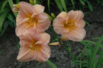 daylily blooms: LITTLE ROSY CLOUD