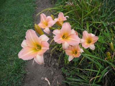 daylily blooms: ROSE ON PINK (VT)